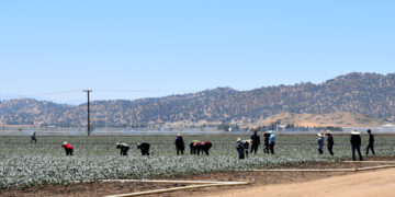 Trabajadores de la agricultura en California testimonian el miedo en sus comunidades desde que comenzaron las redadas migratorias. Foto: EFE/ Mónica Rubalcava.