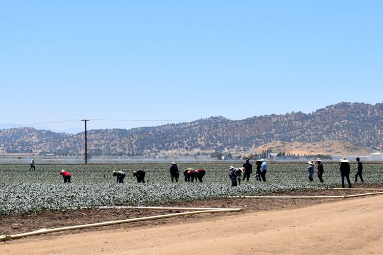 Trabajadores de la agricultura en California testimonian el miedo en sus comunidades desde que comenzaron las redadas migratorias. Foto: EFE/ Mónica Rubalcava.