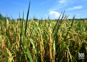 Plantación de arroz en Los Palacios, Pinar del Río. Foto: Otmaro Rodríguez.