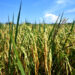 Plantación de arroz en Los Palacios, Pinar del Río. Foto: Otmaro Rodríguez.
