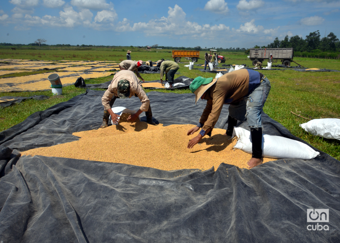 Recogida de arroz luego de su secado en Los Palacios, Pinar del Río. Foto: Otmaro Rodríguez.