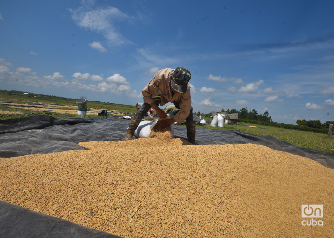 Recogida de arroz luego de su secado en Los Palacios, Pinar del Río. Foto: Otmaro Rodríguez.