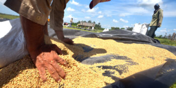 Recogida de arroz luego de su secado en Los Palacios, Pinar del Río. Foto: Otmaro Rodríguez / Archivo.
