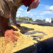 Recogida de arroz luego de su secado en Los Palacios, Pinar del Río. Foto: Otmaro Rodríguez / Archivo.