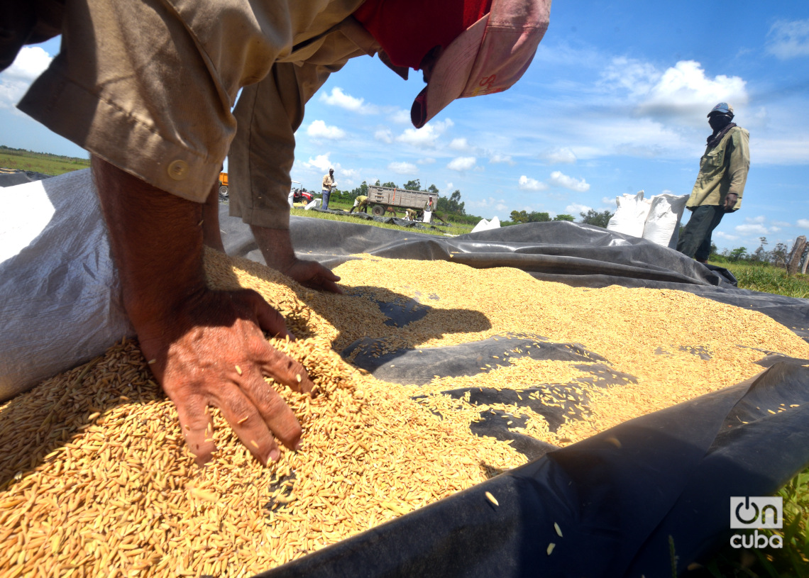 Recogida de arroz luego de su secado en Los Palacios, Pinar del Río. Foto: Otmaro Rodríguez.
