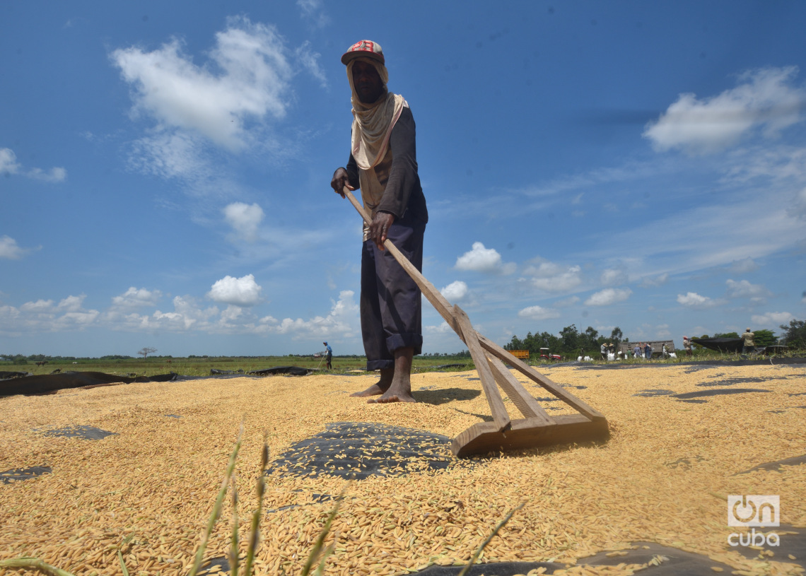 Secado de arroz en Los Palacios, Pinar del Río. Foto: Otmaro Rodríguez.