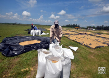 Recogida de arroz luego de su secado en Los Palacios, Pinar del Río. Foto: Otmaro Rodríguez.
