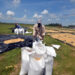 Recogida de arroz luego de su secado en Los Palacios, Pinar del Río. Foto: Otmaro Rodríguez.
