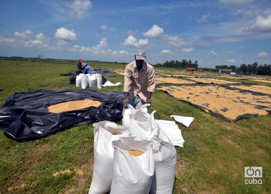 Recogida de arroz luego de su secado en Los Palacios, Pinar del Río. Foto: Otmaro Rodríguez.