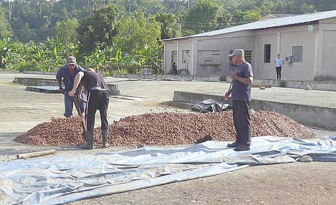 La cotización internacional del cacao del 31 de julio de 2025 fue aproximadamente 8 333.67 dólares por tonelada métrica, mostrando un aumento del 2.58% respecto al día anterior. Foto: José Llamos Camejo / Granma.