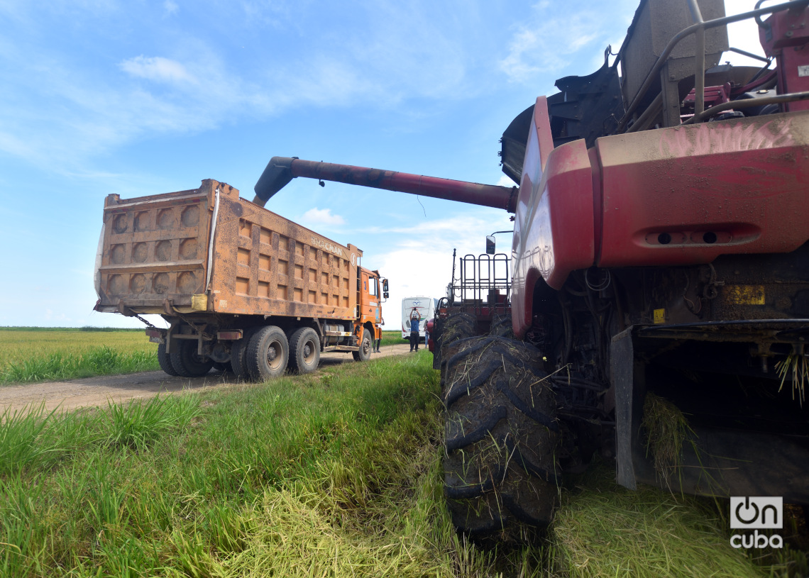 Cosecha de arroz en Los Palacios, Pinar del Río. Foto: Otmaro Rodríguez.