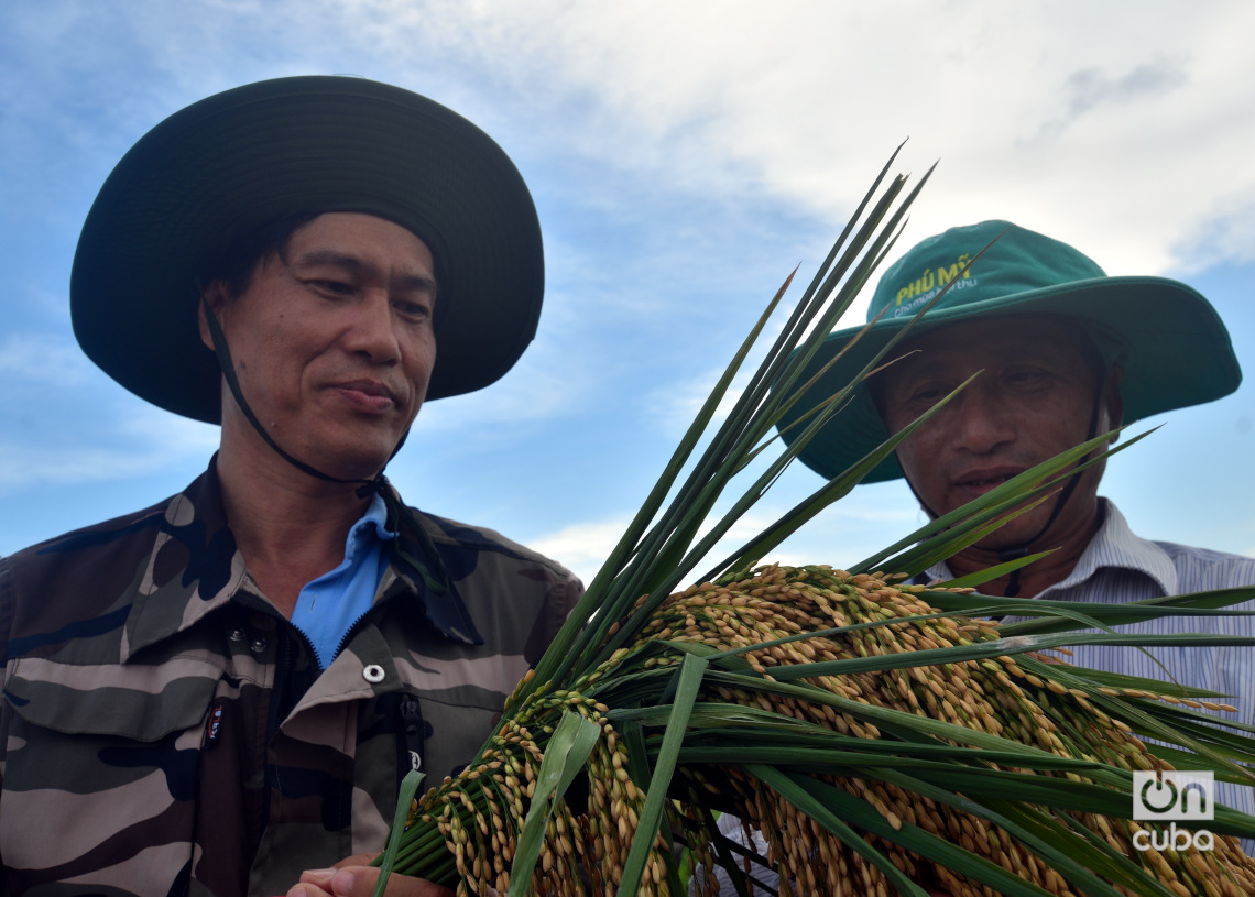 Especialistas vietnamitas en la producción de arroz en Los Palacios, Pinar del Río. Foto: Otmaro Rodríguez.
