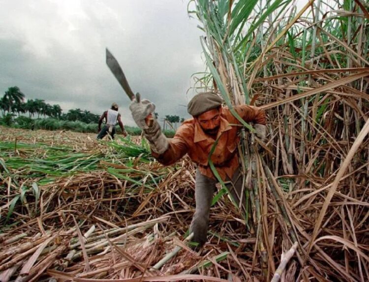 Machetero cubano. Foto:  AgroLatam