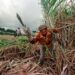 Machetero cubano. Foto:  AgroLatam
