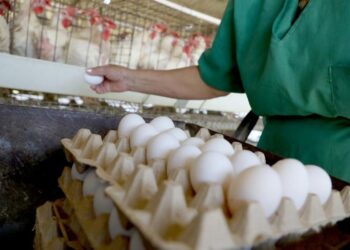 Recolección de huevos en una granja avícola en Cuba. Foto: Ricardo López Hevia / Granma / Archivo.