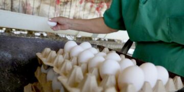 Recolección de huevos en una granja avícola en Cuba. Foto: Ricardo López Hevia / Granma / Archivo.