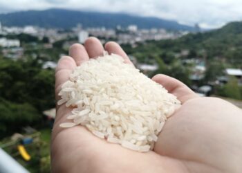 Arroz producido en Tolima. Foto: Universidad de Ibagué