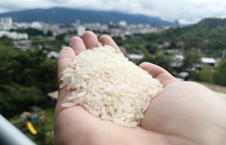 Arroz producido en Tolima. Foto: Universidad de Ibagué