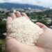 Arroz producido en Tolima. Foto: Universidad de Ibagué