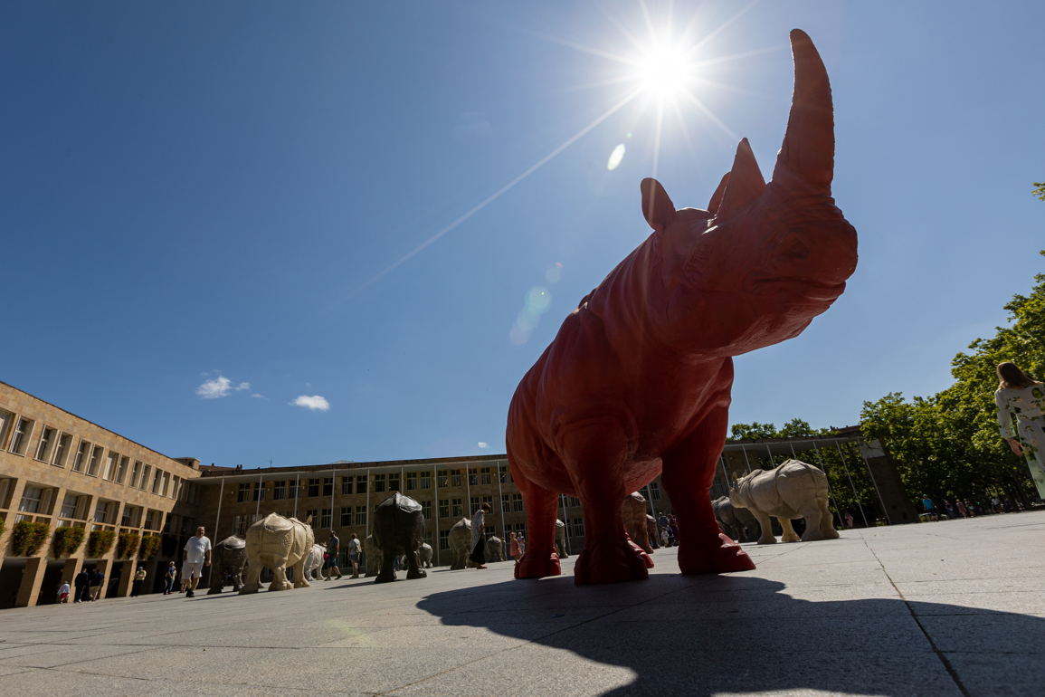 Esculturas de rinocerontes emplazadas por Roberto Fabelo, en la plaza del Ayuntamiento de Logroño, España. Foto: Raquel Manzanares / EFE.