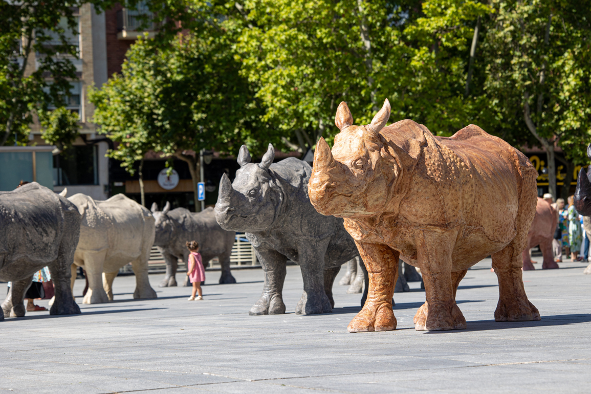Esculturas de rinocerontes emplazadas por Roberto Fabelo, en la plaza del Ayuntamiento de Logroño, España. Foto: Raquel Manzanares / EFE.