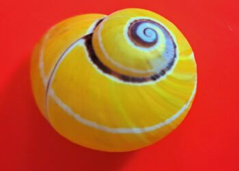 Polymita p. picta Borm. Maisí.