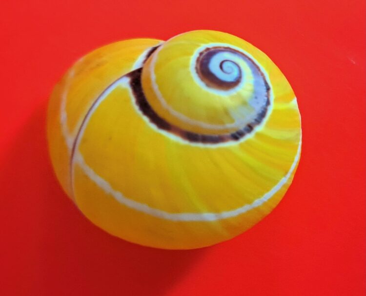 Polymita p. picta Borm. Maisí.