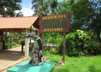 Criadero de Cocodrilos en Matanzas. Foto: Tomada de Prensa Latina.