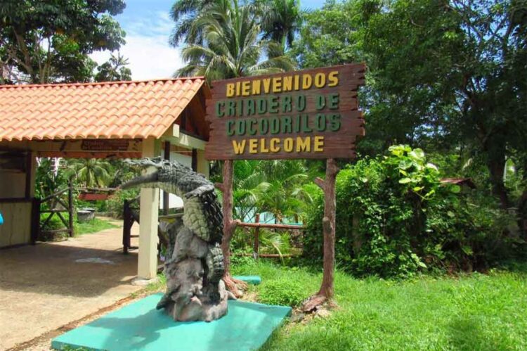 Criadero de Cocodrilos en Matanzas. Foto: Tomada de Prensa Latina.