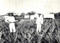 El Dr. William P. Peirce, a la derecha, en su plantación de piñas fomentada en La Gloria, Camagüey. El cultivo de la piña fue una de las primeras actividades de los colonos estadounidenses. Foto: Pioneering in Cuba.