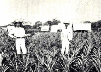 El Dr. William P. Peirce, a la derecha, en su plantación de piñas fomentada en La Gloria, Camagüey. El cultivo de la piña fue una de las primeras actividades de los colonos estadounidenses. Foto: Pioneering in Cuba.