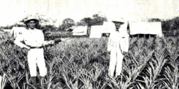 El Dr. William P. Peirce, a la derecha, en su plantación de piñas fomentada en La Gloria, Camagüey. El cultivo de la piña fue una de las primeras actividades de los colonos estadounidenses. Foto: Pioneering in Cuba.