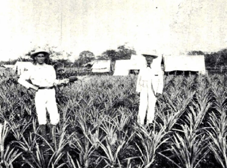 El Dr. William P. Peirce, a la derecha, en su plantación de piñas fomentada en La Gloria, Camagüey. El cultivo de la piña fue una de las primeras actividades de los colonos estadounidenses. Foto: Pioneering in Cuba.