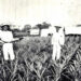 El Dr. William P. Peirce, a la derecha, en su plantación de piñas fomentada en La Gloria, Camagüey. El cultivo de la piña fue una de las primeras actividades de los colonos estadounidenses. Foto: Pioneering in Cuba.