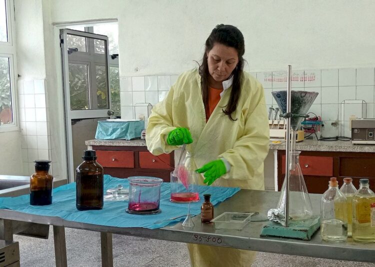 Entre las propiedades terapéuticas de la caña santa sobresalen las antihipertensivas e hipotensoras, antiespasmódica y antiasmática. Foto: TV Camagüey