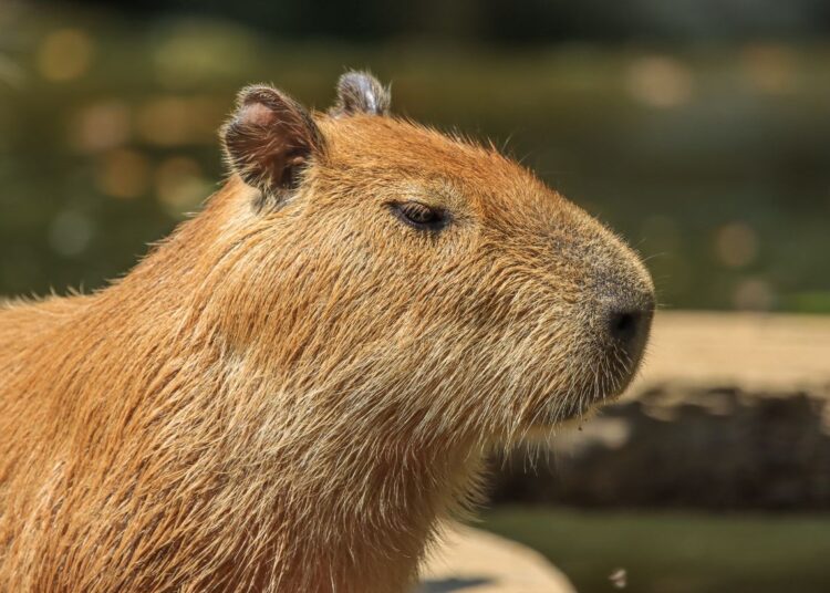 Capibara. Foto: Canva.