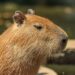 Capibara. Foto: Canva.