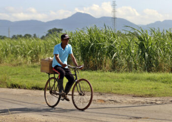Un hombre en bicicleta pasa junto a un cañaveral, en Artemisa. Foto:  Ernesto Mastrascusa/EFE.