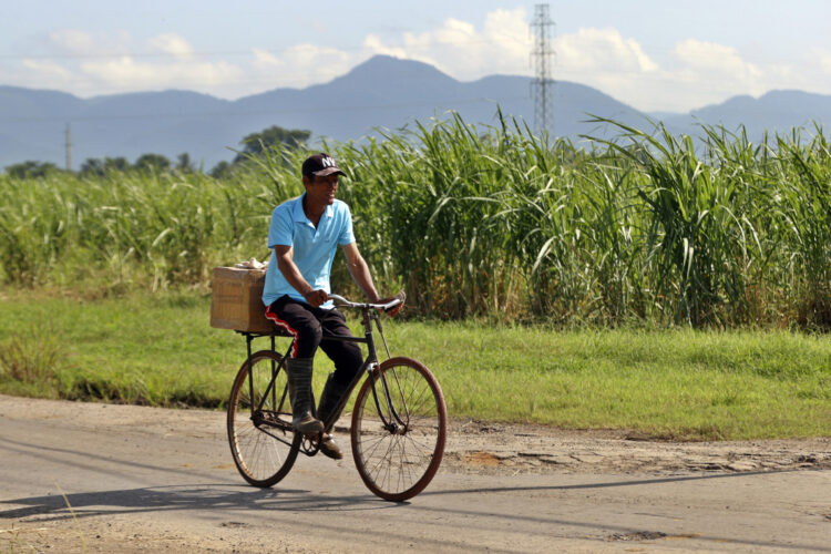 Un hombre en bicicleta pasa junto a un cañaveral, en Artemisa. Foto:  Ernesto Mastrascusa/EFE.