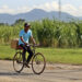 Un hombre en bicicleta pasa junto a un cañaveral, en Artemisa. Foto:  Ernesto Mastrascusa/EFE.