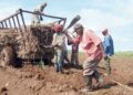 Las dificultades crecientes en la producción, el deterioro de la infraestructura y las deudas millonarias configuran un panorama crítico para la industria azucarera cubana. Foto: Yudaisis Moreno Benítez / Trabajadores.