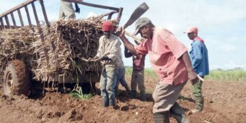 Las dificultades crecientes en la producción, el deterioro de la infraestructura y las deudas millonarias configuran un panorama crítico para la industria azucarera cubana. Foto: Yudaisis Moreno Benítez / Trabajadores.