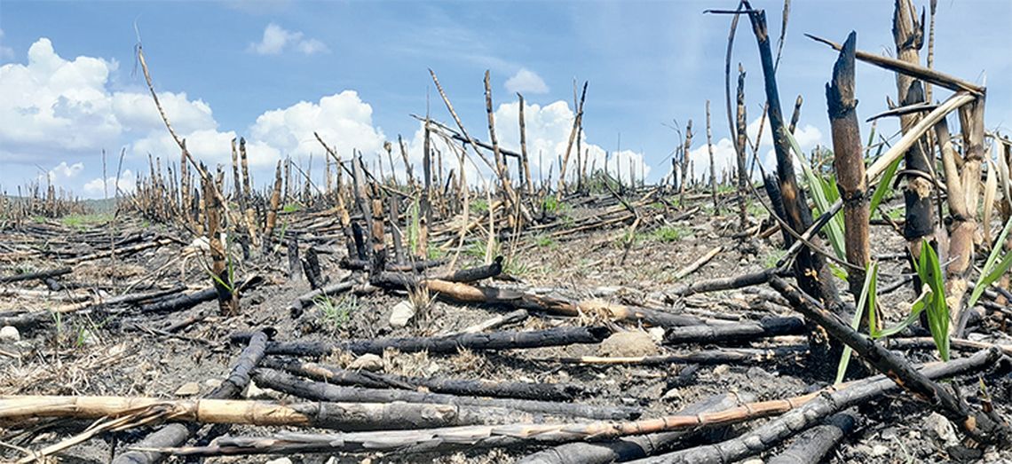 Los incendios, muchas veces provocados, son otro de los factores que rebajan la producción de azúcar. Foto: Lianne Fonseca Diéguez / Trabajadores.