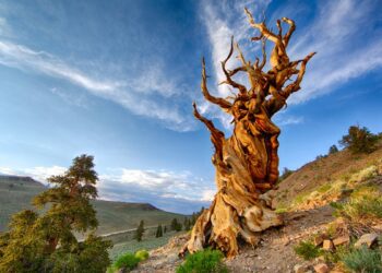 Uno de los árboles más longevos del mundo. Foto: Yen Chao vía Flickr (licencia CC BY-ND 2.0)