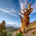 Uno de los árboles más longevos del mundo. Foto: Yen Chao vía Flickr (licencia CC BY-ND 2.0)