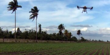 De 2009 datan las primeras experiencias del uso de drones en la agricultura cubana. Foto:  TelePinar