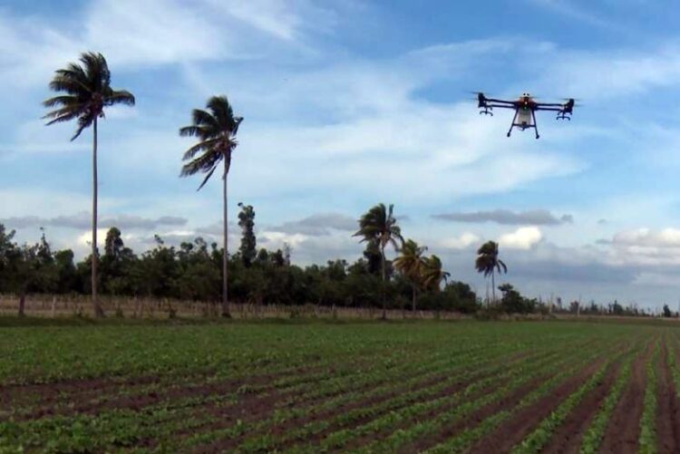 De 2009 datan las primeras experiencias del uso de drones en la agricultura cubana. Foto:  TelePinar