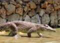 Cocodrilo cubano (Crocodylus rhombifer). Foto: Facebook/ Parque Zoológico Nacional.