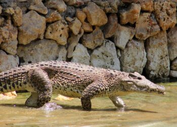 Cocodrilo cubano (Crocodylus rhombifer). Foto: Facebook/ Parque Zoológico Nacional.