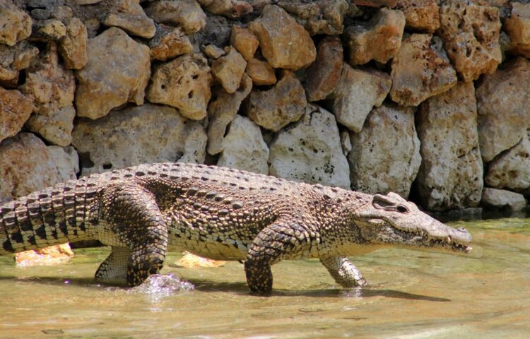Cocodrilo cubano (Crocodylus rhombifer). Foto: Facebook/ Parque Zoológico Nacional.